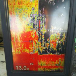 深川　吉野屋 釣果