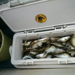 深川　吉野屋 釣果