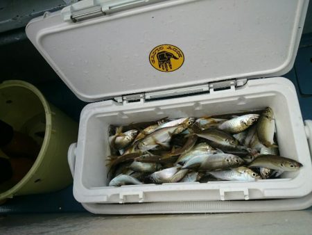 深川　吉野屋 釣果