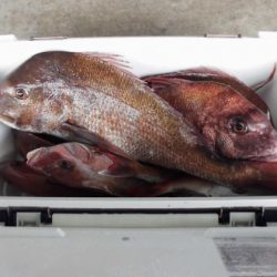 大進丸(新潟) 釣果