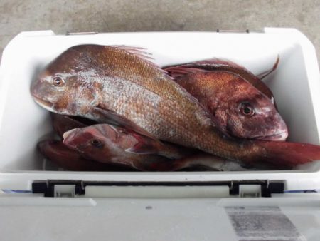 大進丸(新潟) 釣果