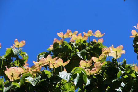 小菅トラウトガーデン 釣果