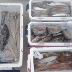 気仙沼 つり丸 釣果