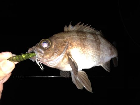 二見メバリング6