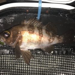 二見メバリング6