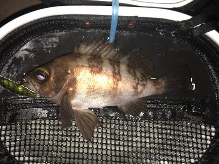 二見メバリング6