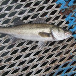 オリジナルメーカー海づり公園(市原市海づり施設) 釣果