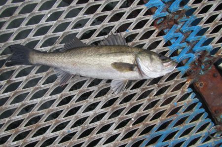 オリジナルメーカー海づり公園(市原市海づり施設) 釣果