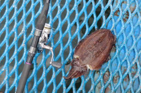 オリジナルメーカー海づり公園(市原市海づり施設) 釣果