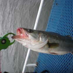 オリジナルメーカー海づり公園(市原市海づり施設) 釣果