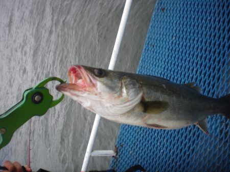 オリジナルメーカー海づり公園(市原市海づり施設) 釣果