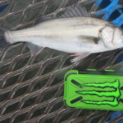 オリジナルメーカー海づり公園(市原市海づり施設) 釣果