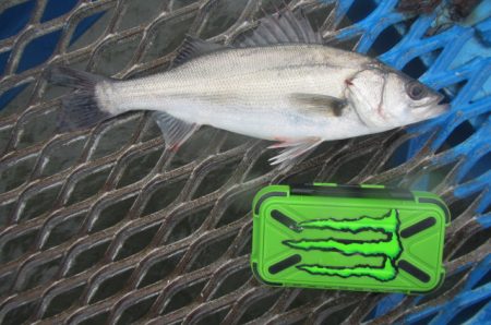 オリジナルメーカー海づり公園(市原市海づり施設) 釣果