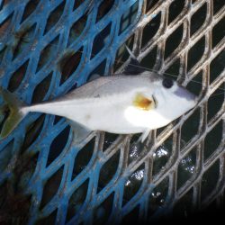 オリジナルメーカー海づり公園(市原市海づり施設) 釣果