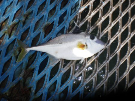 オリジナルメーカー海づり公園(市原市海づり施設) 釣果