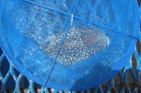 オリジナルメーカー海づり公園(市原市海づり施設) 釣果