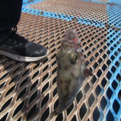 オリジナルメーカー海づり公園(市原市海づり施設) 釣果