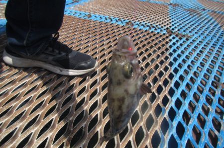 オリジナルメーカー海づり公園(市原市海づり施設) 釣果