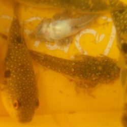 オリジナルメーカー海づり公園(市原市海づり施設) 釣果