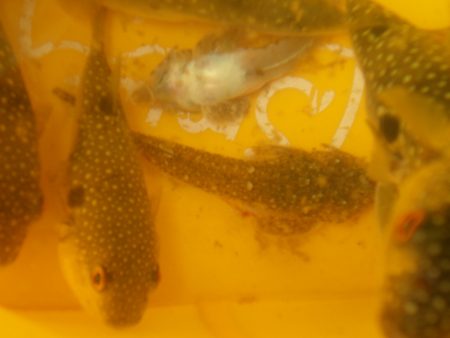 オリジナルメーカー海づり公園(市原市海づり施設) 釣果