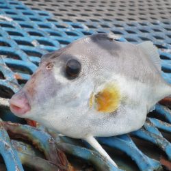 オリジナルメーカー海づり公園(市原市海づり施設) 釣果