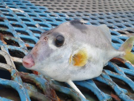 オリジナルメーカー海づり公園(市原市海づり施設) 釣果