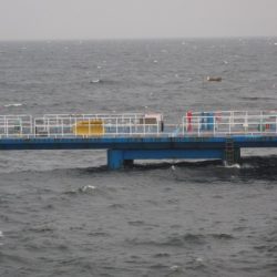 オリジナルメーカー海づり公園(市原市海づり施設) 釣果