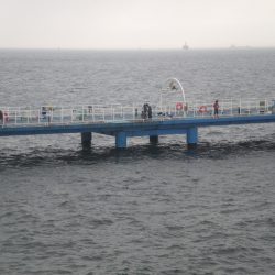 オリジナルメーカー海づり公園(市原市海づり施設) 釣果