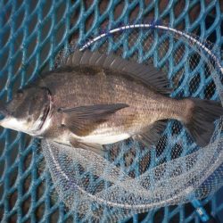 オリジナルメーカー海づり公園(市原市海づり施設) 釣果