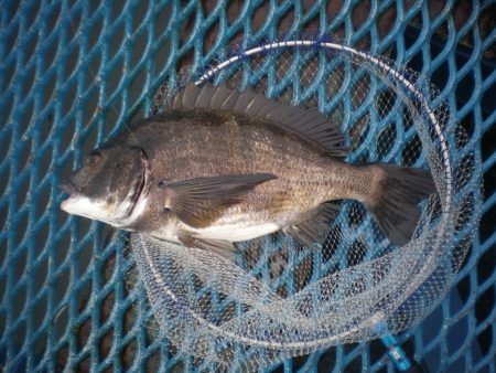 オリジナルメーカー海づり公園(市原市海づり施設) 釣果