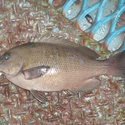 オリジナルメーカー海づり公園(市原市海づり施設) 釣果