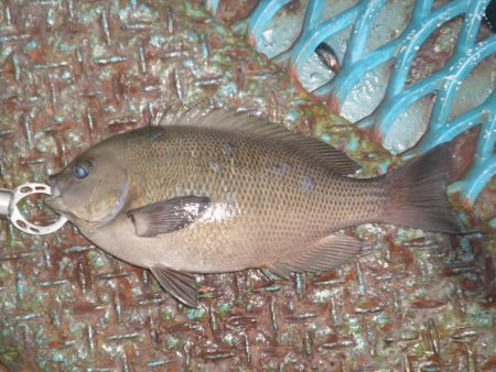 オリジナルメーカー海づり公園(市原市海づり施設) 釣果