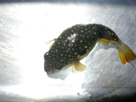 オリジナルメーカー海づり公園(市原市海づり施設) 釣果