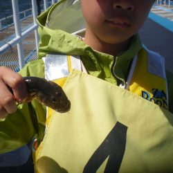 オリジナルメーカー海づり公園(市原市海づり施設) 釣果