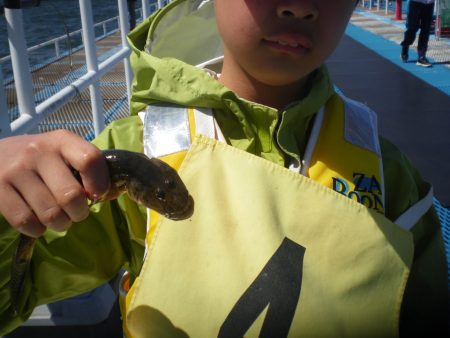 オリジナルメーカー海づり公園(市原市海づり施設) 釣果