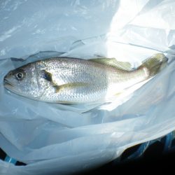 オリジナルメーカー海づり公園(市原市海づり施設) 釣果