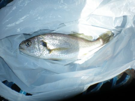 オリジナルメーカー海づり公園(市原市海づり施設) 釣果