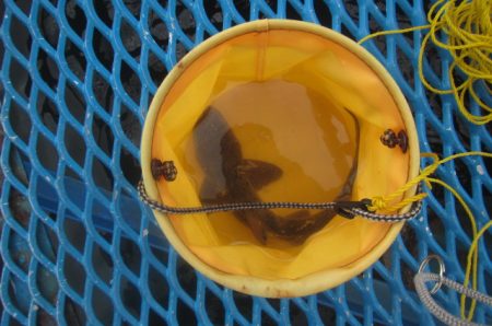 オリジナルメーカー海づり公園(市原市海づり施設) 釣果