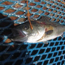 オリジナルメーカー海づり公園(市原市海づり施設) 釣果