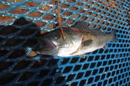 オリジナルメーカー海づり公園(市原市海づり施設) 釣果