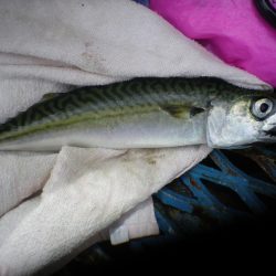 オリジナルメーカー海づり公園(市原市海づり施設) 釣果