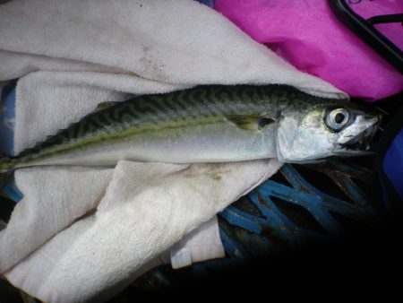 オリジナルメーカー海づり公園(市原市海づり施設) 釣果