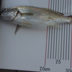 オリジナルメーカー海づり公園(市原市海づり施設) 釣果