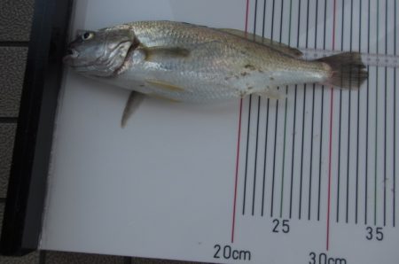 オリジナルメーカー海づり公園(市原市海づり施設) 釣果