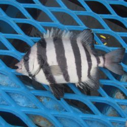 オリジナルメーカー海づり公園(市原市海づり施設) 釣果