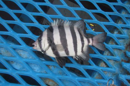 オリジナルメーカー海づり公園(市原市海づり施設) 釣果