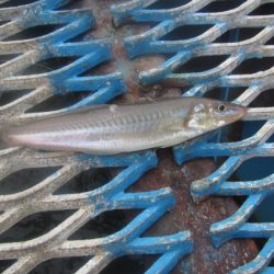 オリジナルメーカー海づり公園(市原市海づり施設) 釣果