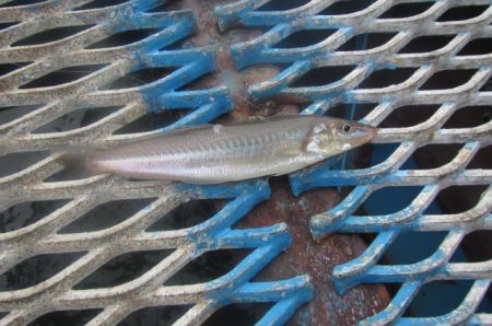 オリジナルメーカー海づり公園(市原市海づり施設) 釣果