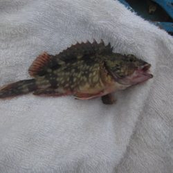 オリジナルメーカー海づり公園(市原市海づり施設) 釣果