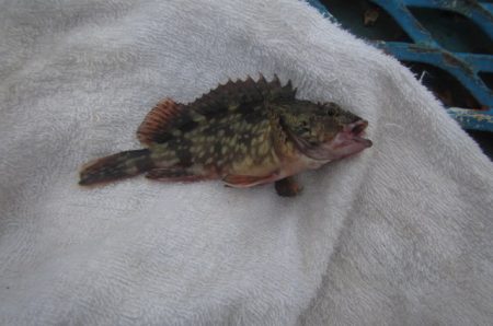 オリジナルメーカー海づり公園(市原市海づり施設) 釣果